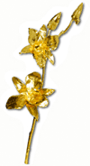 real orchid dipped in 24kt gold