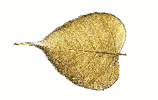 real leaf dipped in 24kt gold